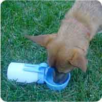 Pets Water Bowls