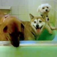 dog and friends bath together